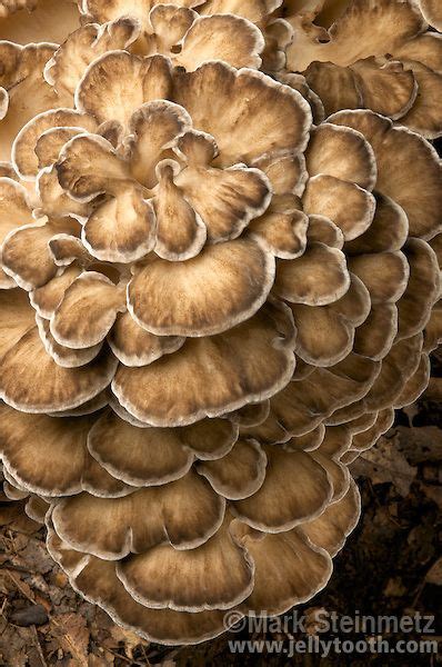 40 Edible Mushrooms Found In Iowa Ideas Edible Mushrooms Stuffed