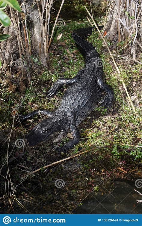 An American Alligator Sunning By A Lake Stock Photo Image Of Teeth