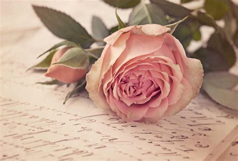777615 4k Roses Pink Color Flower Bud Rare Gallery Hd Wallpapers