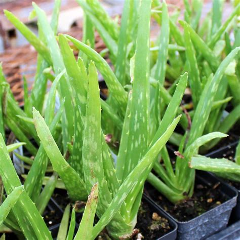 Species Spotlight Aloe Plant Care The Succulent Eclectic