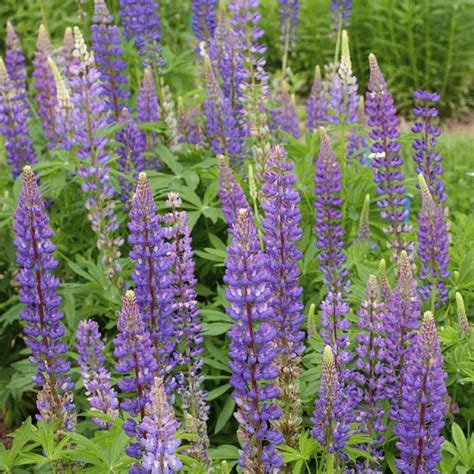 Also, the vitamins and minerals in these beans nourish the skin and make it healthy and. Lupinus perennis (European Lupine) Wildflower Seeds