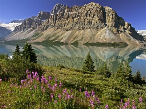 Bow Lake And Flowers Banff National Park Alberta Canada Picture Bow