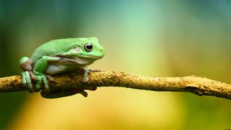 Baby Frog Wallpapers Top Free Baby Frog Backgrounds Wallpaperaccess