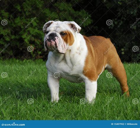 Male English Bulldog Stock Photo Image Of Pedigreed 15407952