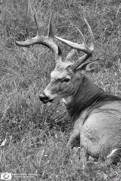 Camel meat is reputed to be healthier than other red. Brian King Images: Blog