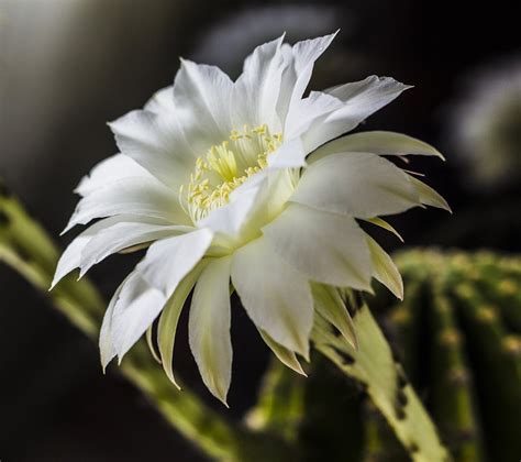 Easter Lily Cactus Flower Plant Free Photo On Pixabay