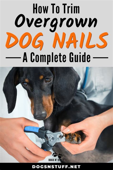 You should trim your dogs nails after every 4 or 3 months the best time to trim your dogs nails is after every 4 months. Pin on Trimming a Dogs nails