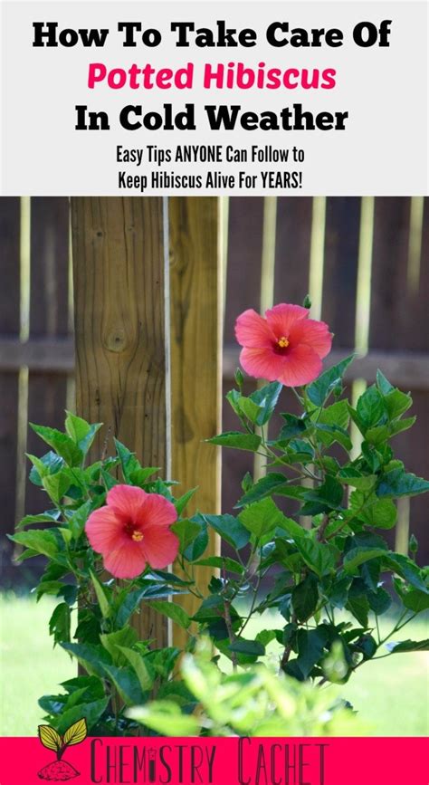 How To Take Care Of Potted Hibiscus In Cold Weather Hibiscus Plant