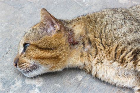 Injured Cat Stock Photo Image Of Yellow Health Brown 42888608