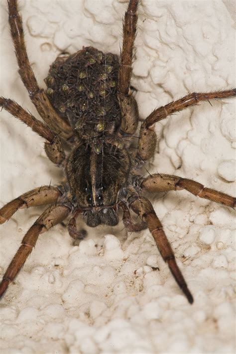 06 24 2009 009 Wolf Spider With Brood Tate Bloom Flickr