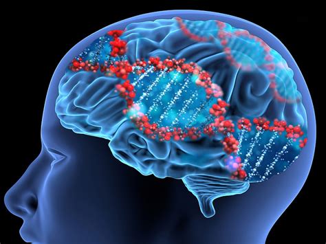 punnett s square brain aging gene discovered