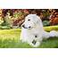 Great Pyrenees Dog Breed Pro