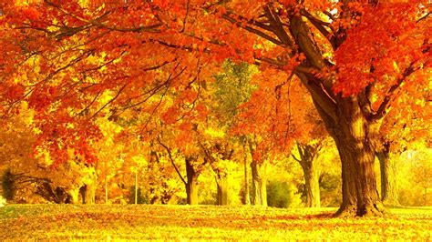 Autumn Landscape View Naturedownload Fall Tree High