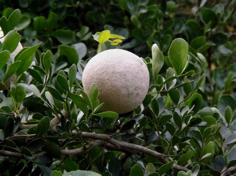 Kodbel or Elephant wood apple, Feronia limonia