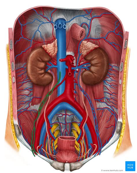Inferior Vena Cava Anatomy Anatomical Charts And Posters