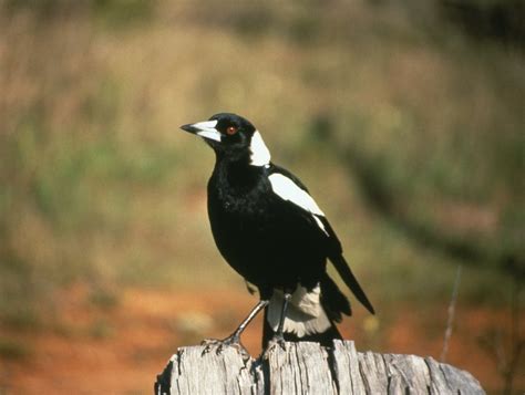 Why Do Magpies Swoop The Australian Museum