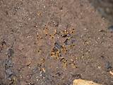 Pictures Of Termite Larvae Photos