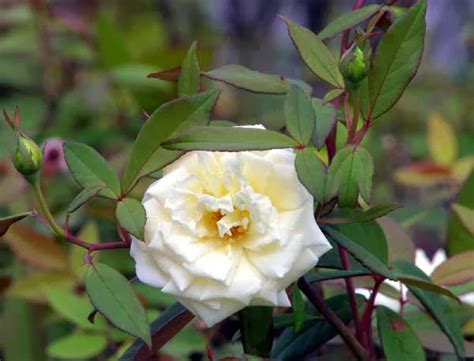 We did not find results for: Rose bianche (a fiore bianco) senza spine, o quasi (rampicanti, rifiorenti, a cespuglio) - Un ...