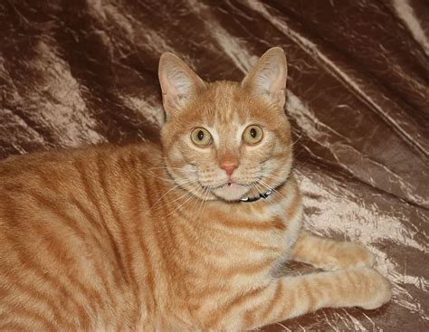 Ok itulah sekian berbagai ulasan bermacam foto animasi kocak yang bisa kami berikan. Gambar Kucing Lucu Konyol