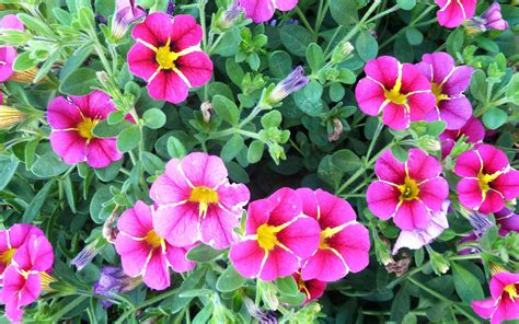 Check spelling or type a new query. Calibrachoa Plants In The Solanaceae (nightshade) Family ...
