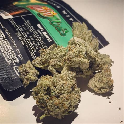 Strain Review Wifi Mints From Tlc Collective The Highest Critic