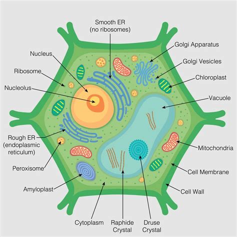 The Graphic Shows The Parts Of The Plant Cell On A Gray Background