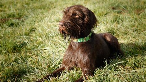 Browse and find pointer puppies today, on the uk's leading dog only classifieds site. Pudelpointer Photos