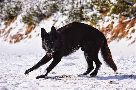 Black Wolf Dog Everything You Need To Know With Pictures