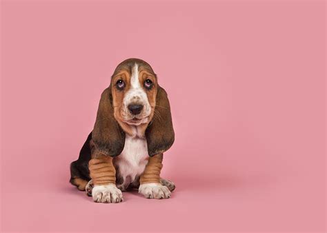 Cute Tricolor Basset Hound Puppy Sitting On A Pink Background Se