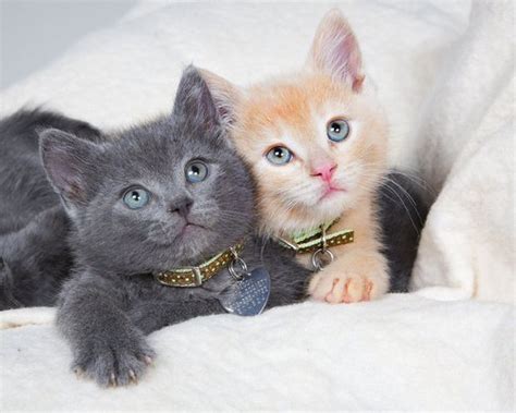 Please note these important updates about humane society of catawba county cat adoption update. Oregon Humane Society, Portland veterinarians collaborate ...