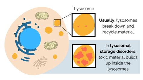 lysosomal storage disorders 1 in 5 000