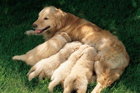 Caring For A Dog And Her Puppies Thriftyfun