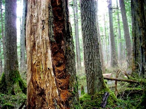 Some Of The Oldest Old Growth Trees Are Found In Alaska