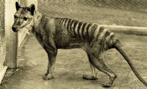 7 reasons why we should bring back the Tasmanian tiger | TED Blog