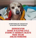 Dog Dementia: What is Canine Cognitive Dysfunction?