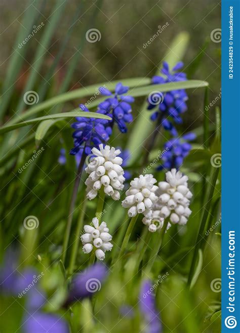 Muscari Aucheri Grape Hyacinth White Magic Album In Bloom Ornamental