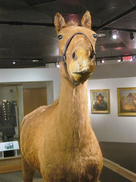 Stonewall Jacksons Horse Little Sorrel Horse And Man