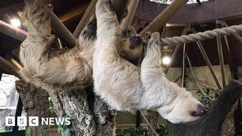 First Sloths Move Into Jersey Zoo Bbc News
