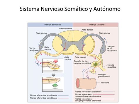 LA FUNCIÓN DE RELACIÓN EL SISTEMA NERVIOSO Pictoeduca