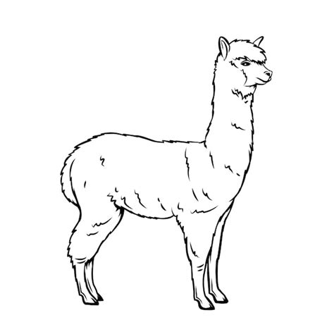 Icono De Contorno De Alpaca Mamífero De Llama Para Zoológico Animal