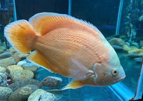 15 Popular Types Of Oscar Fish