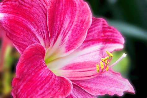 Pink Amaryllis Hippeastrum Photograph By Michael Porchik Pixels