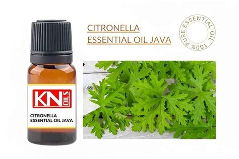 Citronella Essential Oil Java Buy 100 Pure And Essential Oil From