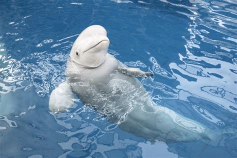 I Just Discovered Beluga Whales And Omg My Heart