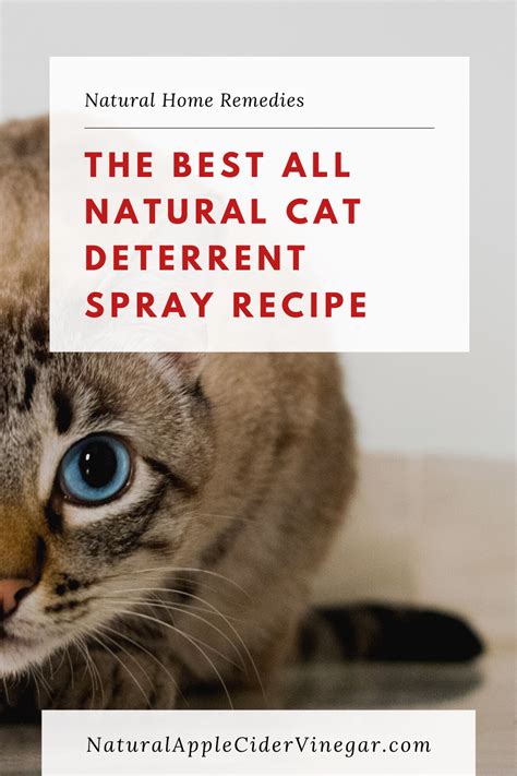 The Best All Natural Cat Deterrent Spray Recipe All Natural Home