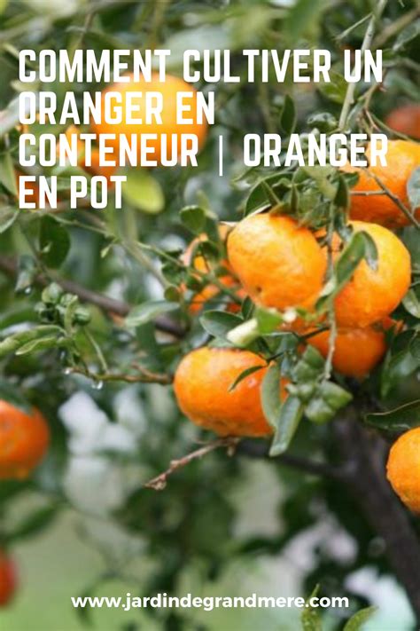 Culture Oranger En Pot Cultivez En Pot Citronnier Et Oranger