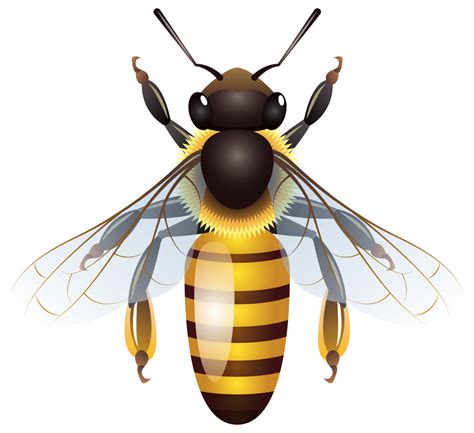 Bee Free Png Free Unlimited Png Download