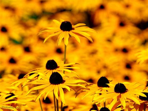 Free Download Yellow Flowers Wallpaper Yellow Flowers Wallpaper Yellow