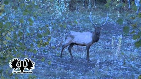 Utah Bugling Elk Hunt From Cvas Greatest Hits Youtube