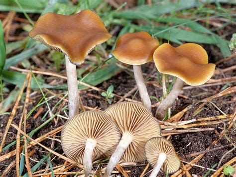 Mykoweb Toxic Fungi Of Western North America
